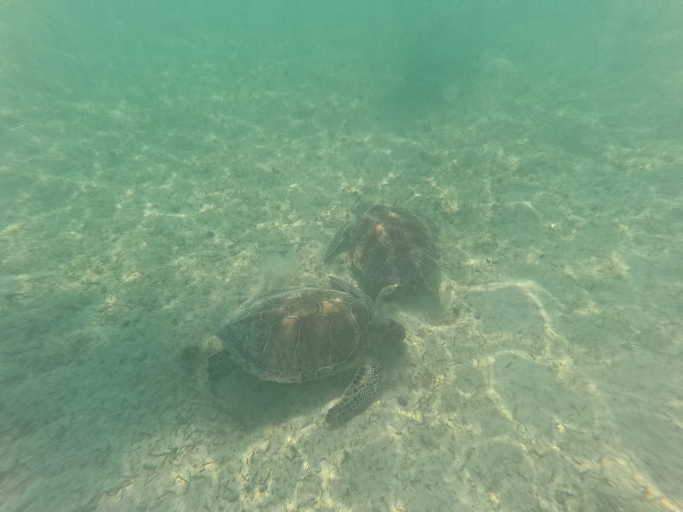 Akumal (nadar con tortugas), Playa del Carmen