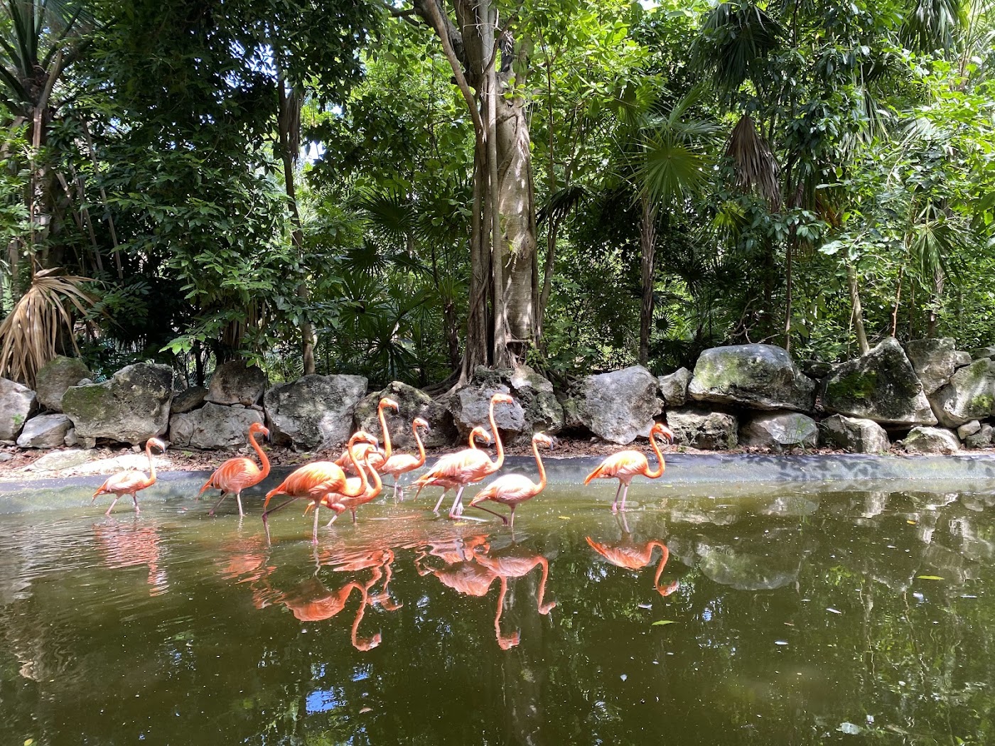 Aviario Xaman-Ha, Playa del Carmen