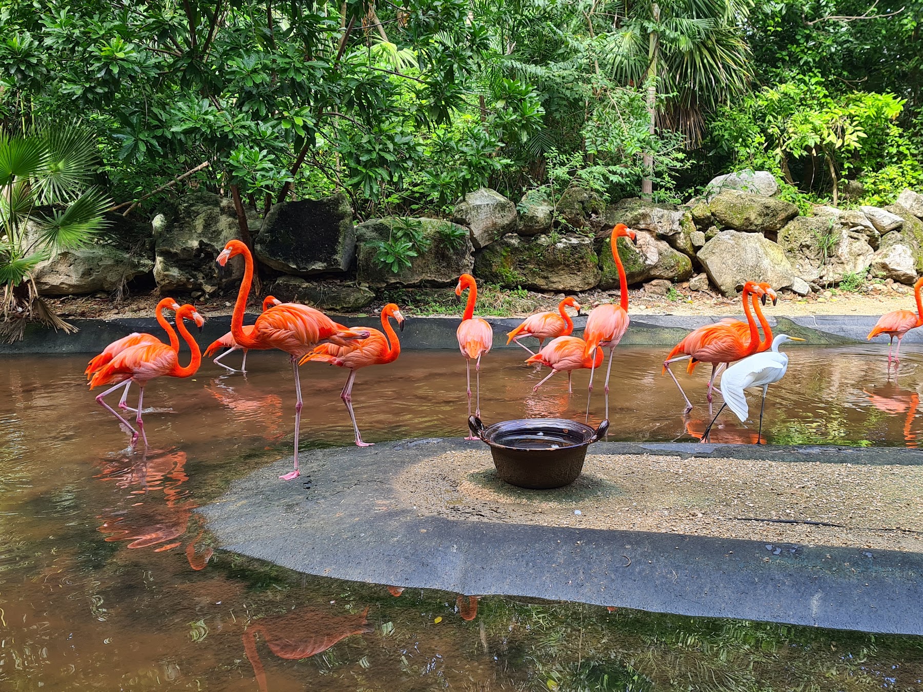 Aviario Xaman-Ha, Playa del Carmen