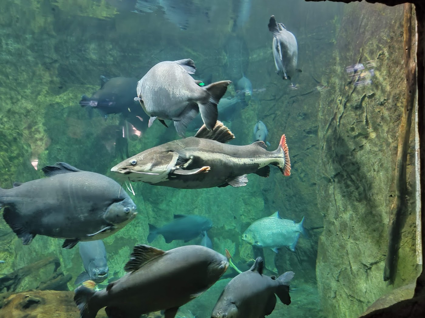 Acuario de Veracruz, Veracruz
